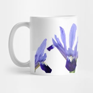 Iris  &#39;Fabiola&#39;  Reticulata Mug